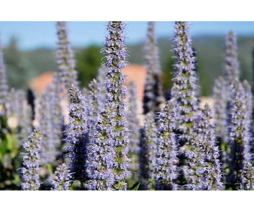 Blue Fortune Hyssop